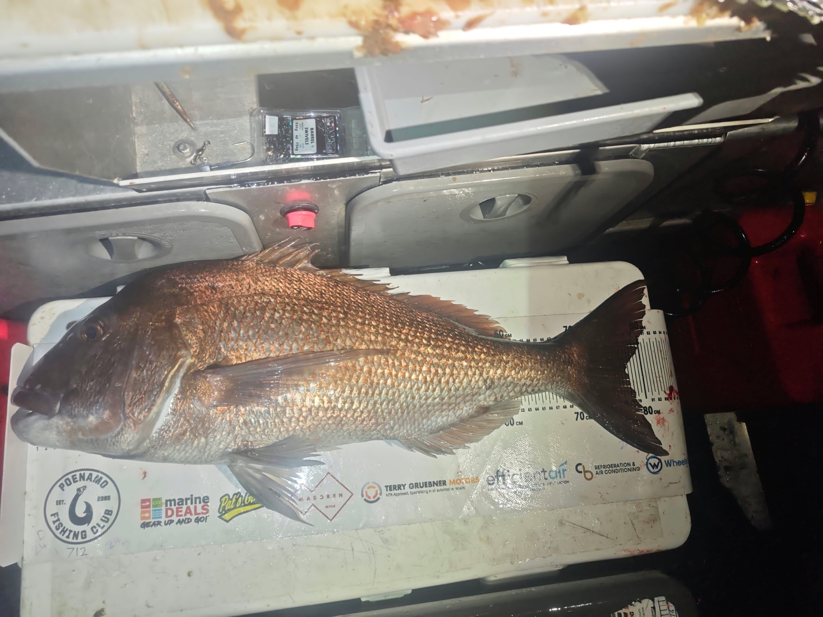 Snapper on the Poenamo measuring mat